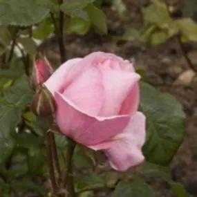 Queen Elizabeth Floribunda Rose (Rosa Queen Elizabeth) 2